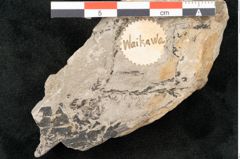 Foto (Detailansicht) von Lycopodites palaeoselaginella Ettingshausen (NHMW-GEO-2024-0188-10336)